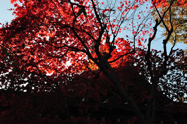 aki075_150.jpg
