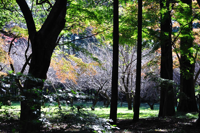 aki036_158.jpg