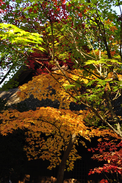 aki046_155.jpg